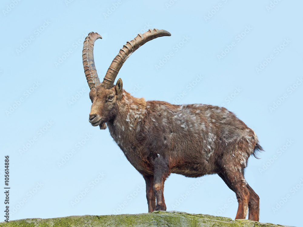 Alpine ibex (Capra ibex)