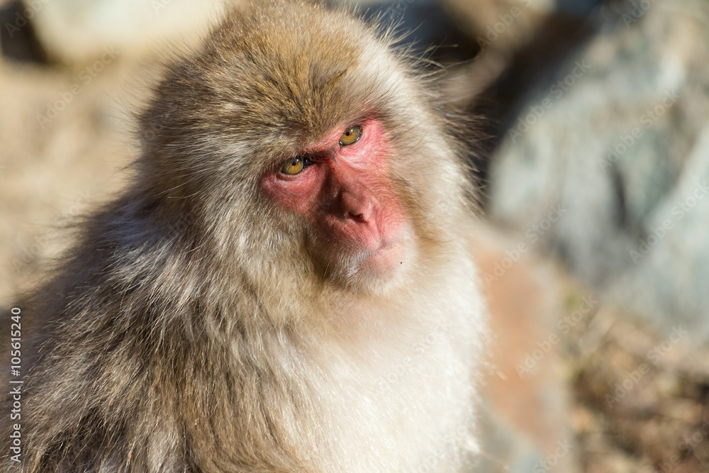 Fototapeta premium Japanese monkey