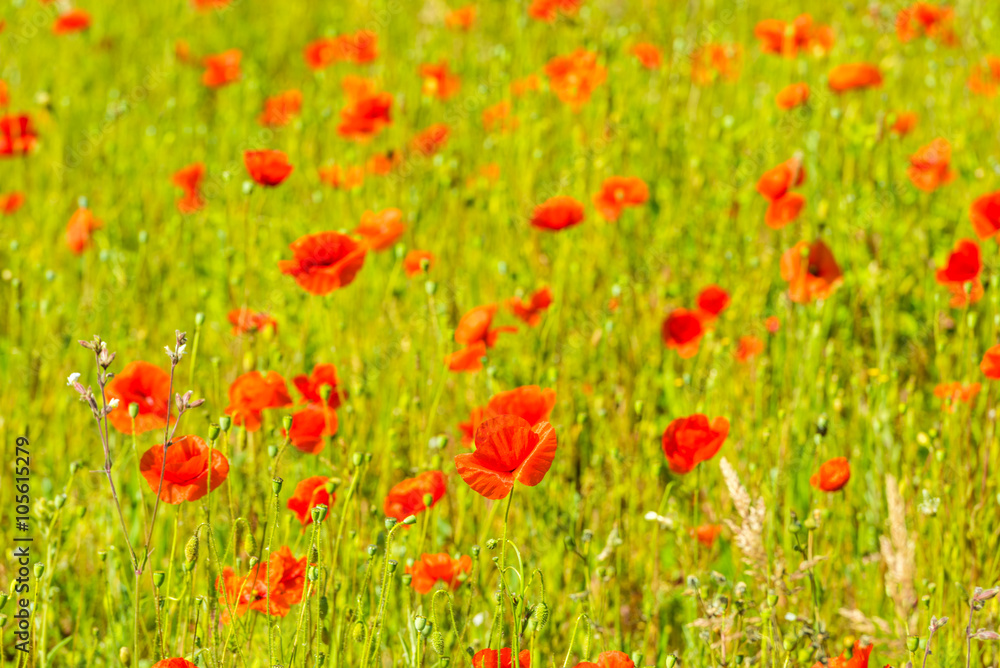Red poppies in a summer meadow on sunny day Red poppies in a summer meadow on sunny day