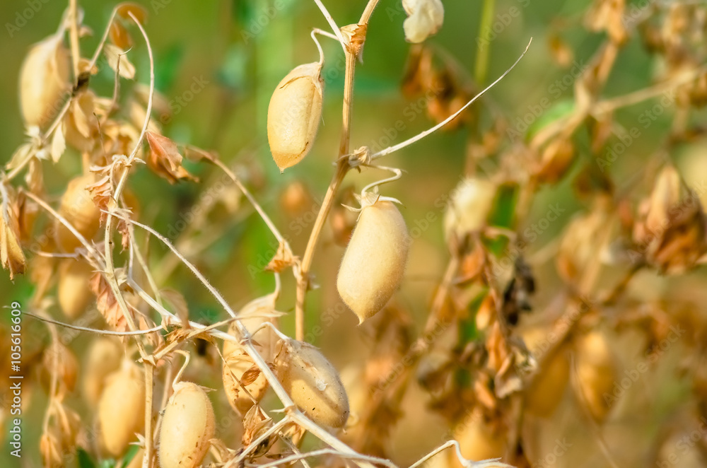 Obraz premium Ripe beans growing