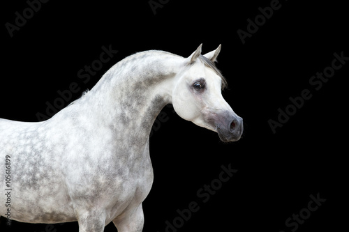 White horse isolated on black background © Alexia Khruscheva