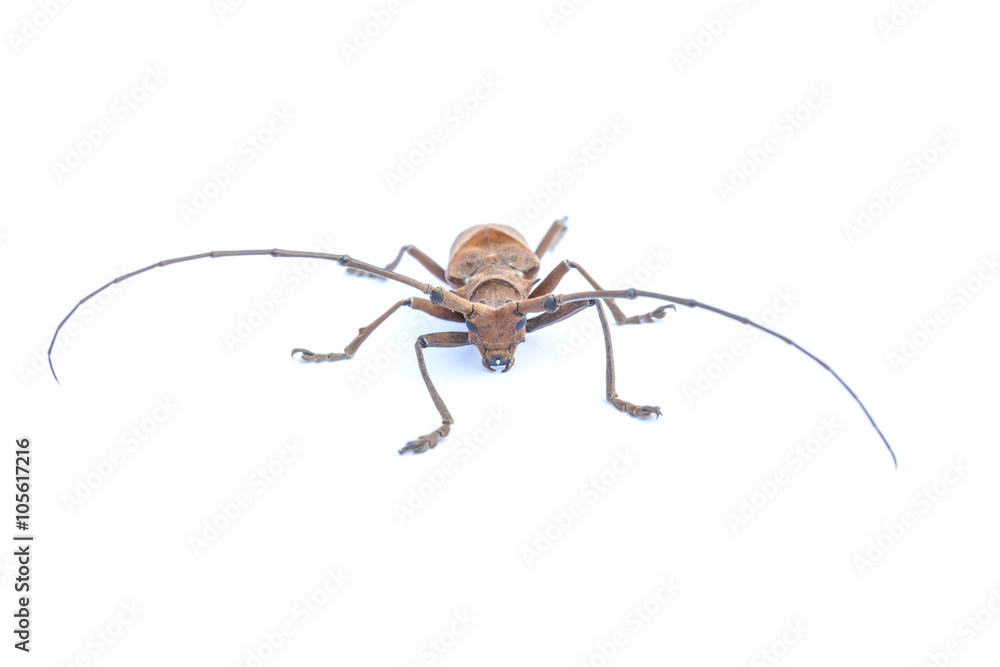 He insects He insects