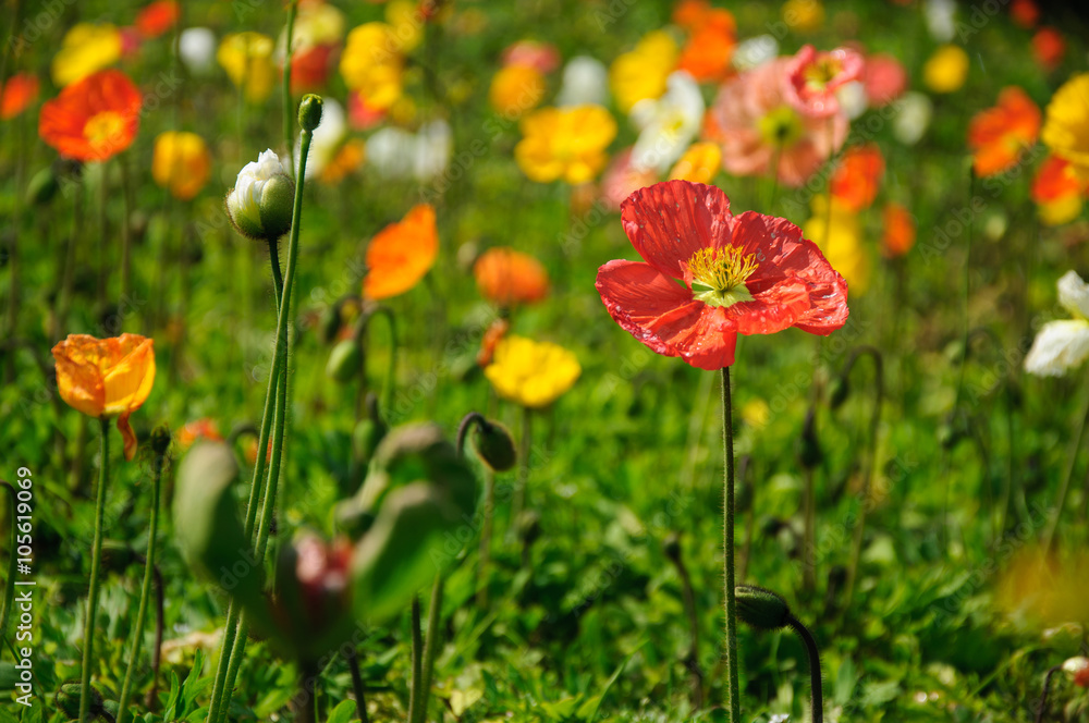 The beautiful blooming Corn poppy flowers in garden
The beautiful blooming Corn poppy flowers in garden