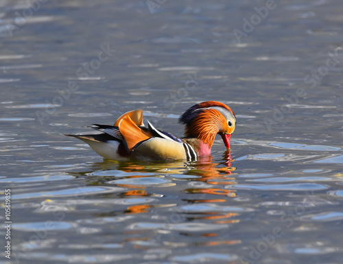 Maschio di anatra mandarina che nuota nel lago