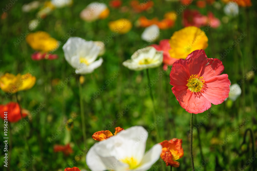 The beautiful blooming Corn poppy flowers in garden
The beautiful blooming Corn poppy flowers in garden