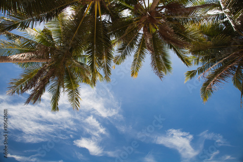  view on the sky through palm trees