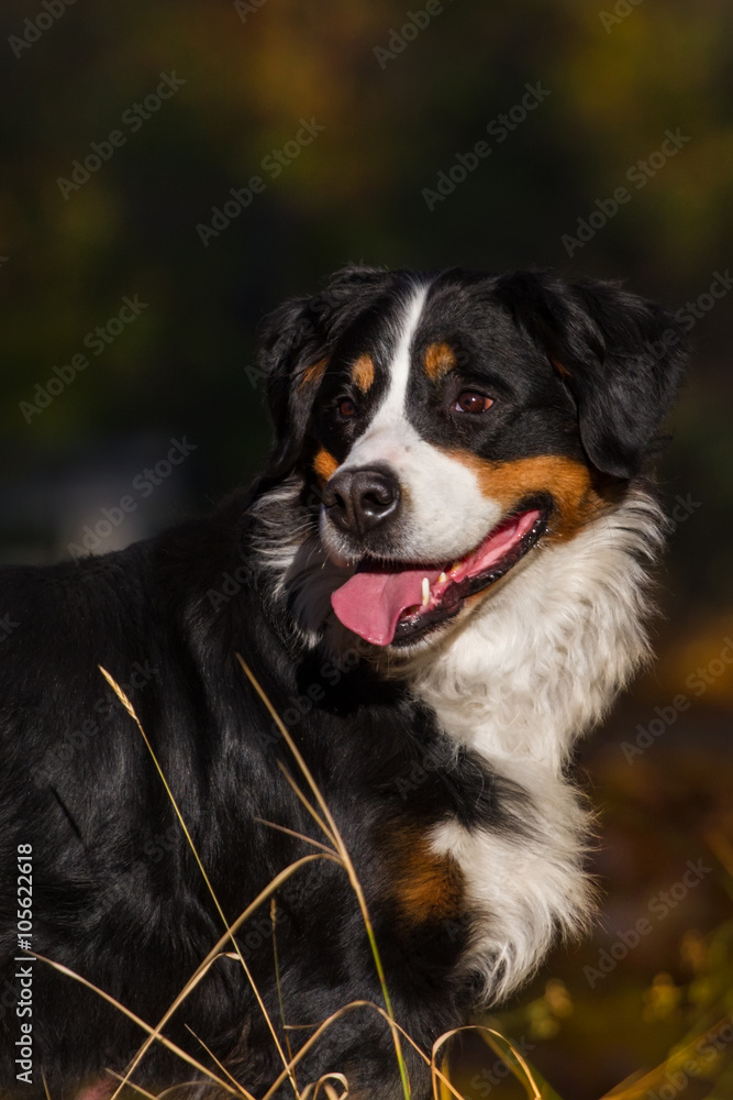 Berner sennenhund dog portrait