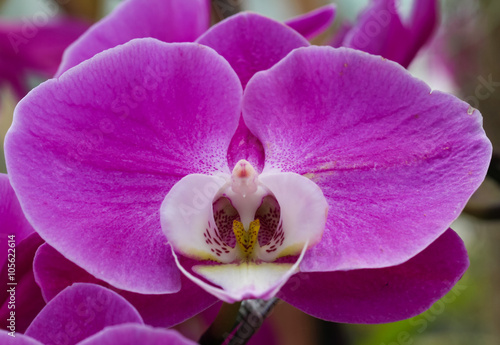 Orchid are called Phalaenopsis.