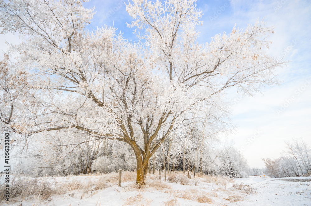 Fototapeta premium forest winter