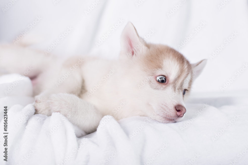 Cute little puppy sit on white background Cute little puppy sit on white background