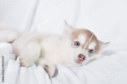 Cute little puppy sit on white background