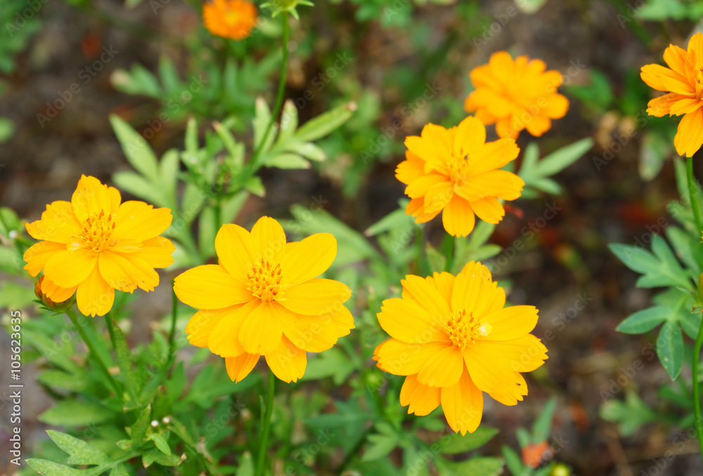 yellow flower in garden yellow flower in garden