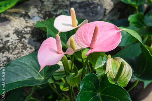 Fototapeta Naklejka Na Ścianę i Meble -  pink spadix flower
