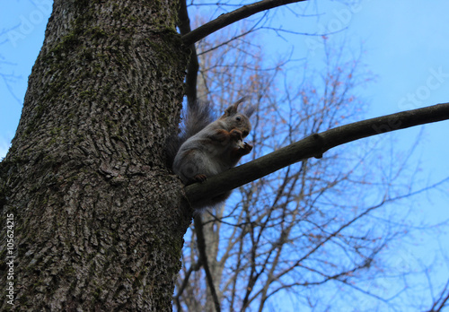 Squirrel (Sciurus vulgaris) sits on an oak branch, and eat bread photo