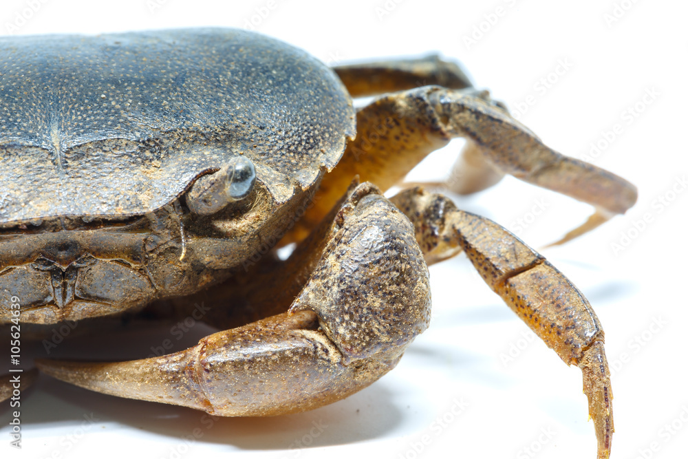 field crab