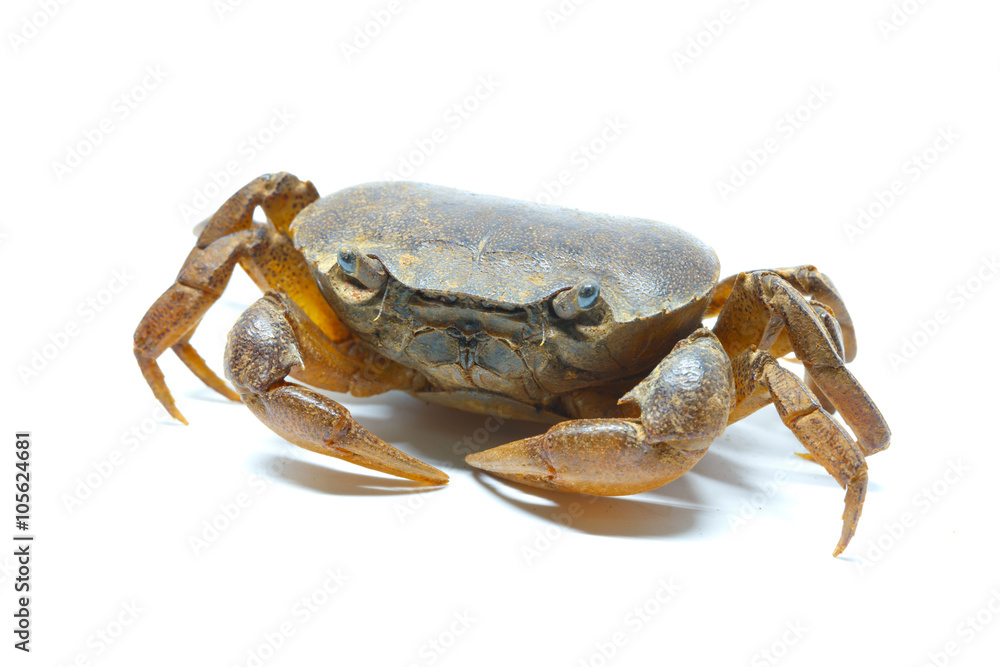 field crab field crab
