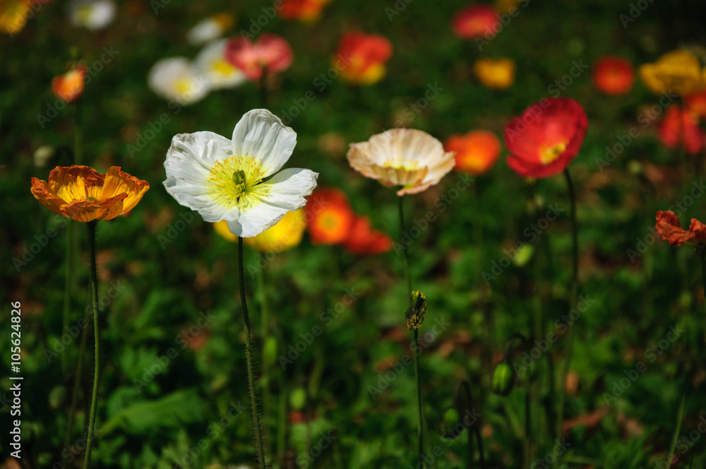 The beautiful blooming Corn poppy flowers in garden
The beautiful blooming Corn poppy flowers in garden
