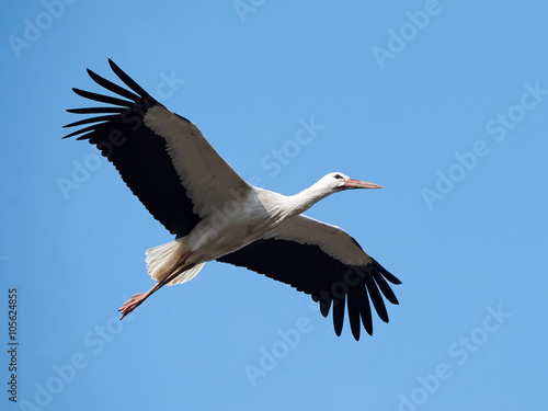 White stork (Ciconia ciconia)