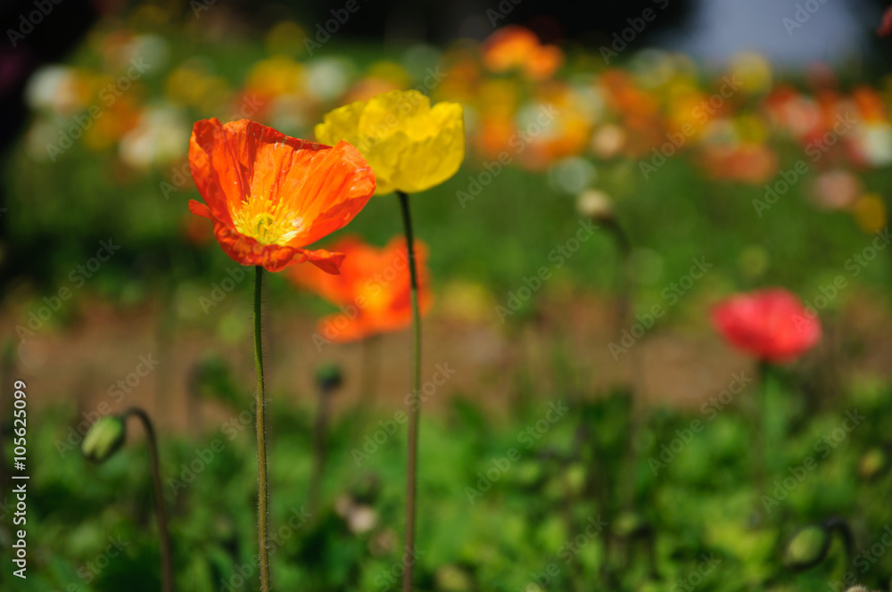 The beautiful blooming Corn poppy flowers in garden
The beautiful blooming Corn poppy flowers in garden