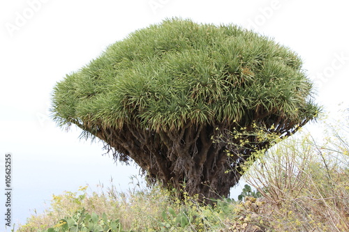 Drachenbaum