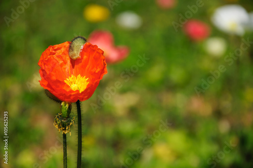 The beautiful blooming Corn poppy flowers in garden 