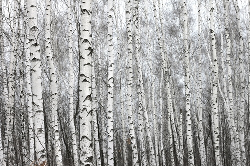 birch forest, black-white photo © yarbeer