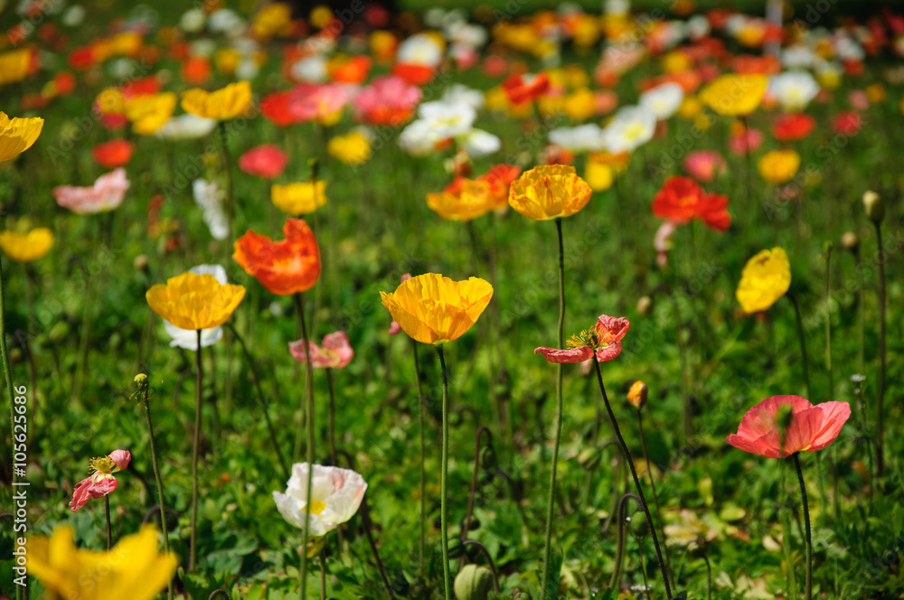 The beautiful blooming Corn poppy flowers in garden
The beautiful blooming Corn poppy flowers in garden