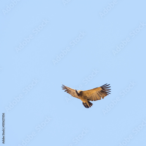 Vulture Flying Overhead © THP Creative
