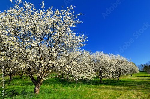 Blühende Kirschbäume vor strahlend blauem Himmel