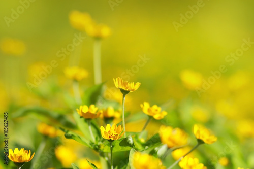 yellow flowers in garden on...