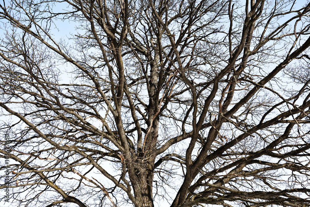 branching tree head against the blue sky branching tree head against the blue sky