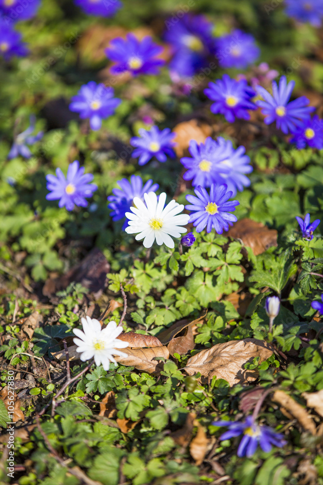 Marguerite bleue Photos Adobe Stock