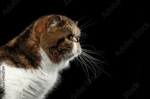 фотографія Closeup Exotic Cat Looking in Profile view, Isolated on Black