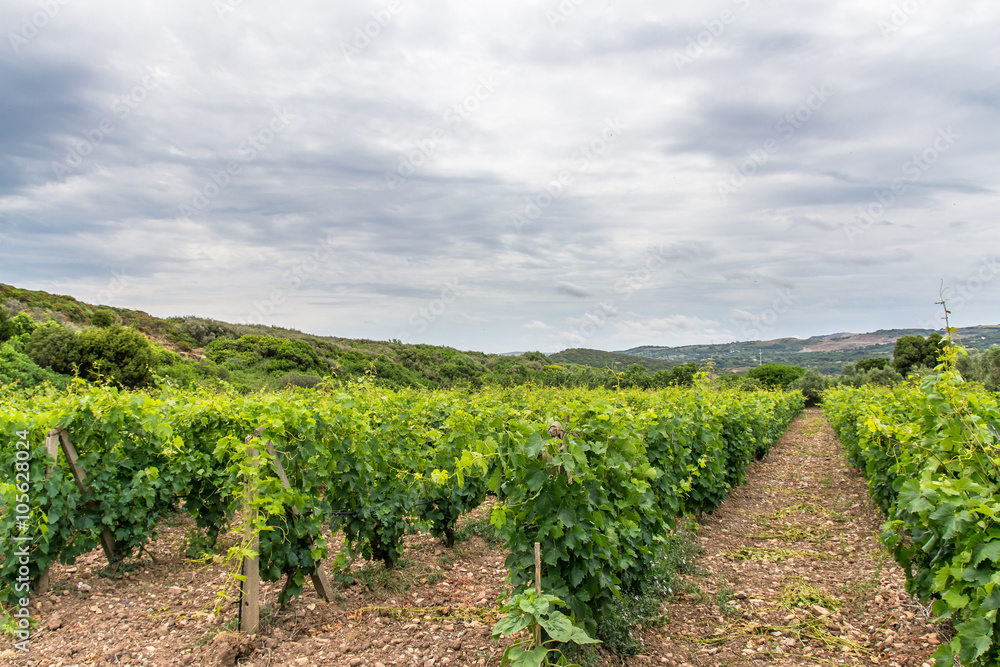 The vineyards of Sardinia