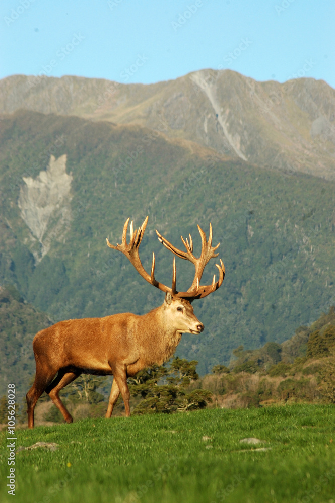 Fototapeta premium 21 pointer