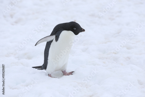 Ad  lie Penguin  Antarctica. 