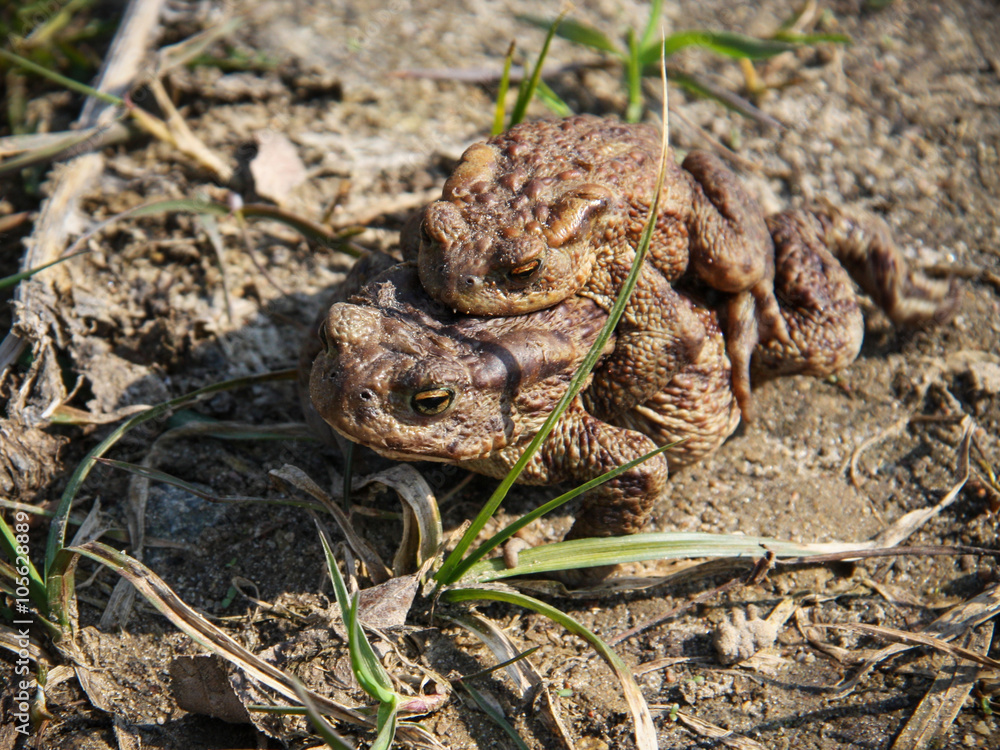Fototapeta premium Frogs / Two frogs: one to another