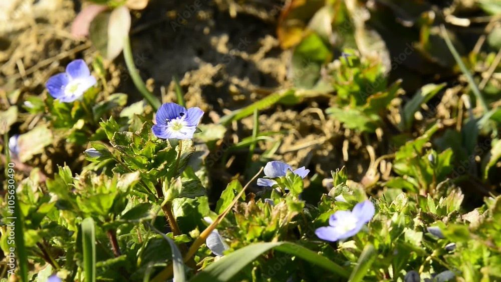 Persischer Ehrenpreis, Veronica persica Persischer Ehrenpreis, Veronica persica