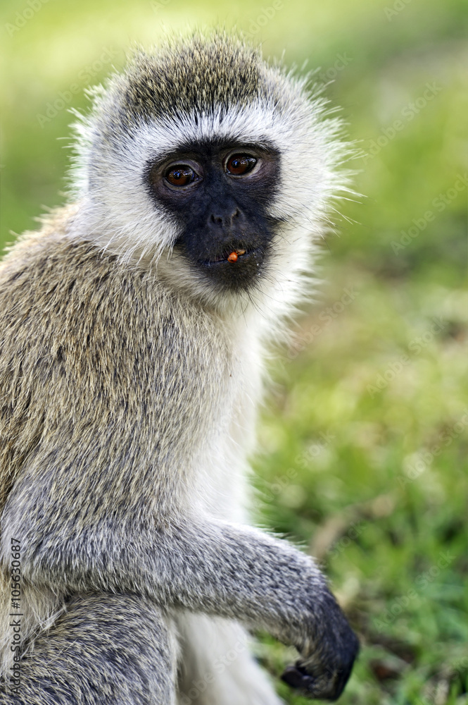 Vervet monkey in the savannah Vervet monkey in the savannah