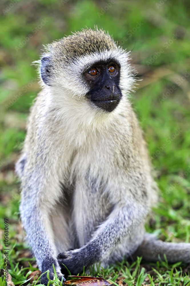 Vervet monkey in the savannah