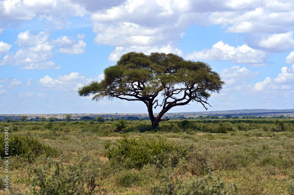 Masai Mara savannah