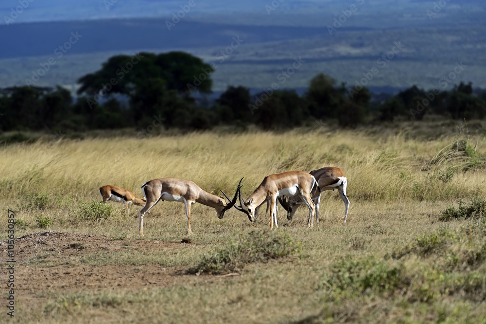 Fototapeta premium Grant's gazelle in the savannah
