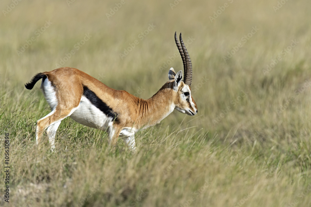 Grant Gazelle in the savannah Grant Gazelle in the savannah