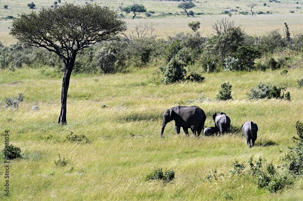 Fototapeta premium Elephants in the savannah