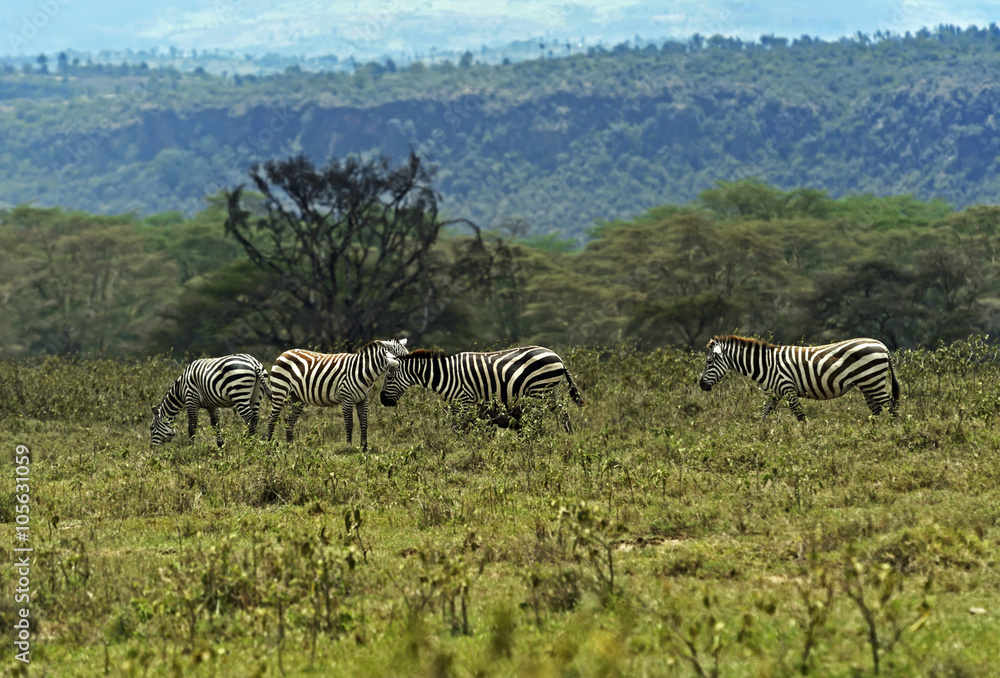Fototapeta premium Zebra in the savannah