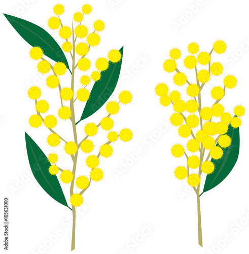 Wattle