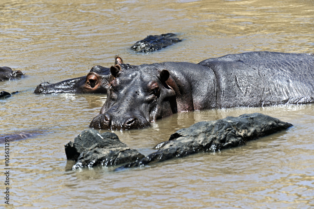 Fototapeta premium Hippo in the African savannah