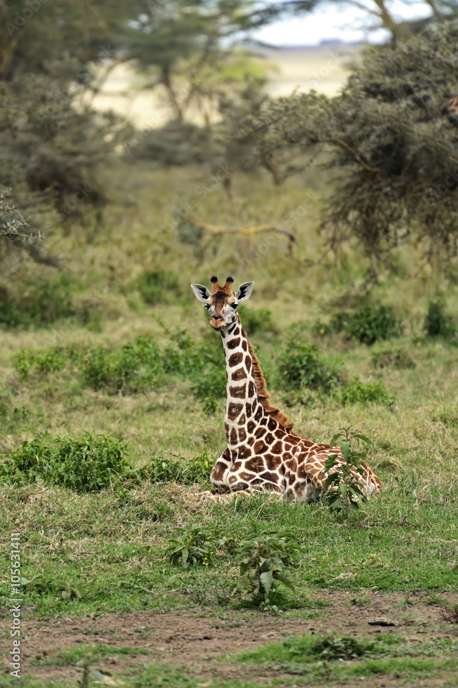Giraffe in the African savannah