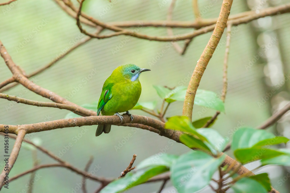 Greater green leafbird