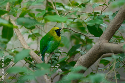 Greater green leafbird © kingrobert